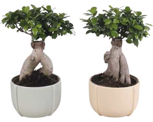 Citronfikus FloraSelf Ficus microcarpa Ginseng höjd ca 45cm inkl. ytterkrukan Noah i keramik Ø 23cm