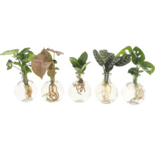 GRÖNMIX i glas Samoa FloraSelf pilspetsranka, narrfikus, kalatea, monstera frilagda rötter