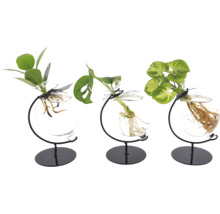 GRÖNMIX i glas Victoria FloraSelf pilspetsranka, narrfikus, kalatea, monstera frilagda rötter