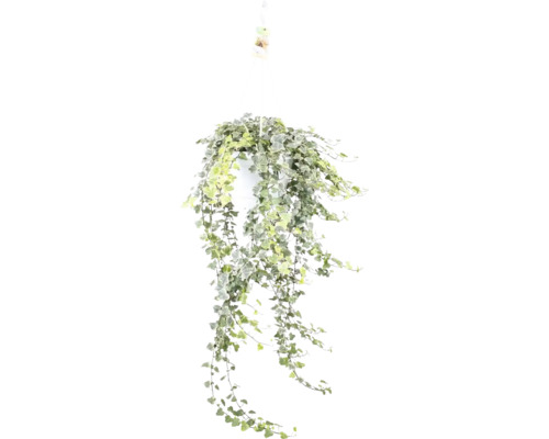 Murgröna grön-vit ampel FLORASELF Hedera helix 'White Wonder' Ø24cm