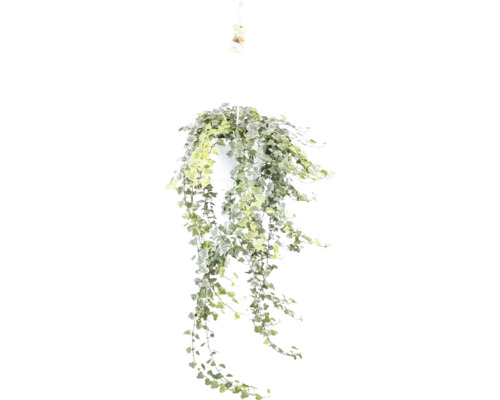 Murgröna grön-vit ampel FLORASELF Hedera helix 'White Wonder' krukstorlek Ø24cm Hängande murgröna i kruka