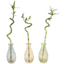Lyckobambu i glas Zen 8cm FLORASELF Lucky Bamboo ca 20cm