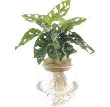 Monstera Adansonii i glasvas med kork