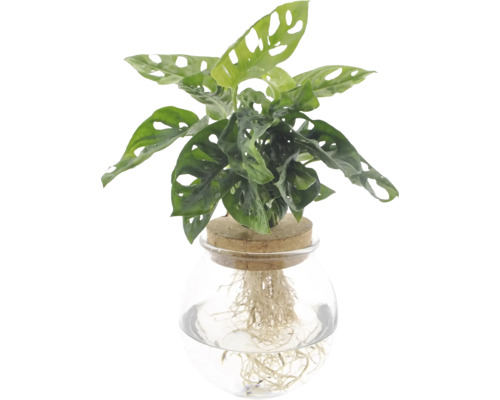 Liten monstrera i glas med korklock FloraSelf Monstera adansonii frilagda rötter Monstera Adansonii i glasvas med kork