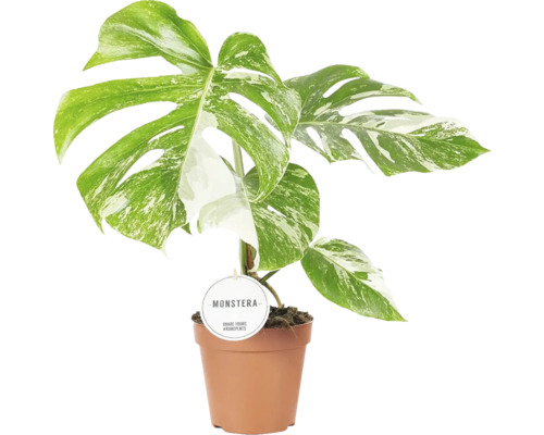 Monstera FLORASELF Monstera deliciosa 'Variegata' ca 45cm krukstorlek Ø15cm Monstera krukväxt i kruka