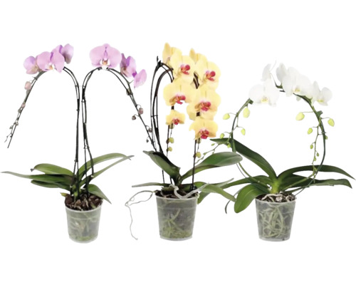 Orkidé FLORASELF Phalaenopsis 2 stänglar 55-65cm Ø12cm blandade färger