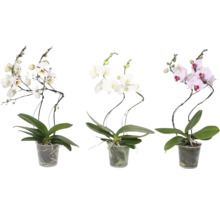 Tre orkidéer i krukor med olika blomfärger