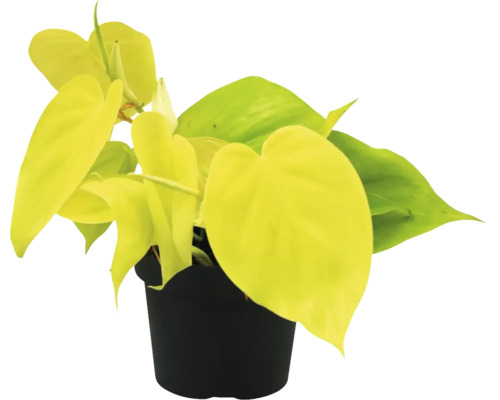 Filodendron gulgrön klättrande FLORASELF Philodendron 'Lime' ca 30cm krukstorlek Ø12cm Philodendron krukväxt i kruka