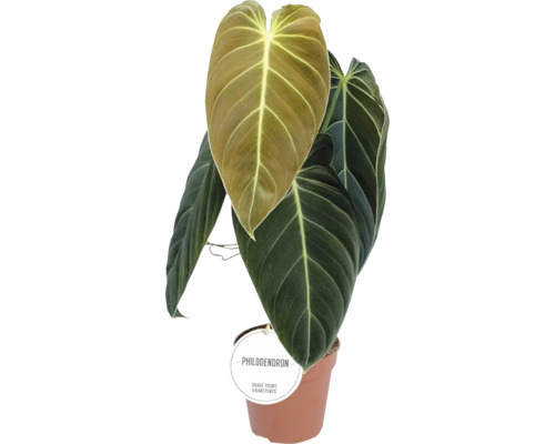 Svartgyllende Filodendrona FLORASELF Philodendron melanochrysum 40-45cm Ø12cm Philodendronväxt i kruka