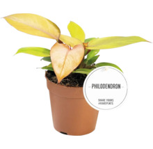 Philodendron krukväxt i en kruka