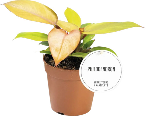 Filodendron mix FLORASELF Philodendron ca 30cm Ø12cm