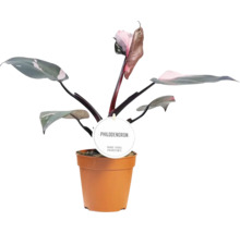 Philodendron krukväxt i kruka