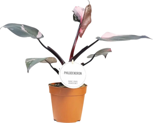 Philodendron krukväxt i kruka