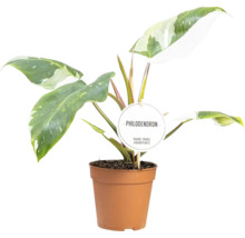 Philodendron växt i kruka