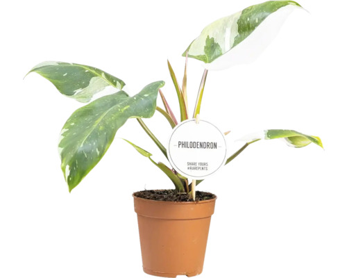 Philodendron växt i kruka