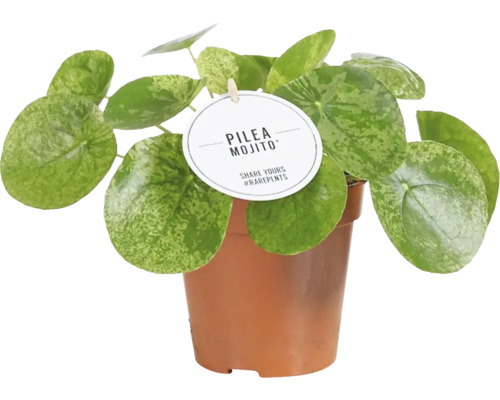 Elefantöra FLORASELF Pilea peperomioides 'Mojito' ca 25cm krukstorlek Ø12cm Pilea Mojito krukväxt i kruka
