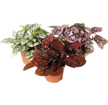 Tre krukväxter Hypoestes med fläckiga blad