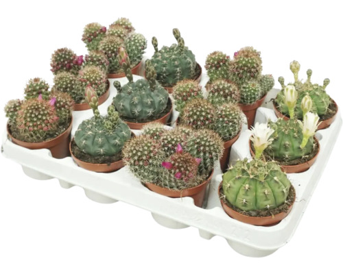 Kaktus med blommor FLORASELF Cactus Ø8,5cm sorterade utföranden