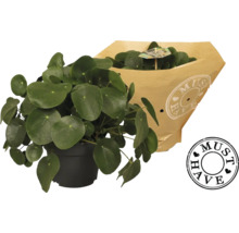 Inomhusväxt Pilea i kruka med pappersförpackning