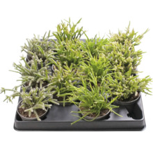 Pendelkaktus mix FLORASELF Rhipsalis ca 12cm Ø6cm