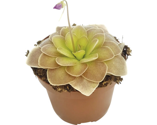 Fettkruka växt i kruka med blomma
