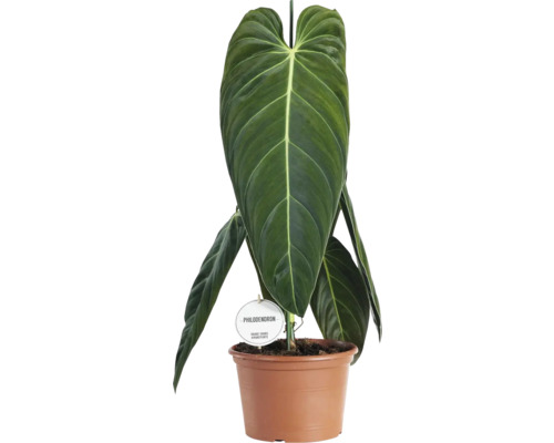 Svartguldig filodendron FLORASELF Philodendron melanochrysum 60-65cm krukstorlek Ø21cm Philodendron i en planteringslåda