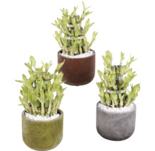Tre lyckobambuplantor i krukor