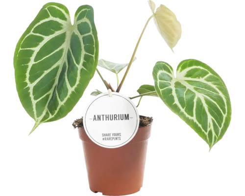 Anthurium krukväxt i kruka