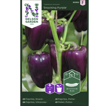 Snackpaprika ''Snacking Purple'' planta