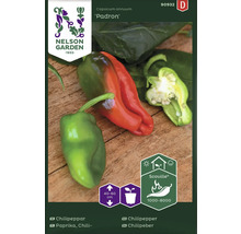 Chilifrö NELSON GARDEN Chili Padron