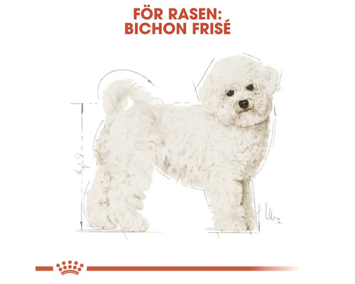 Bichon Frisé rasporträtt