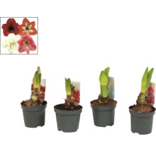 Fyra amaryllisväxter i krukor med blomsterbilder som referens