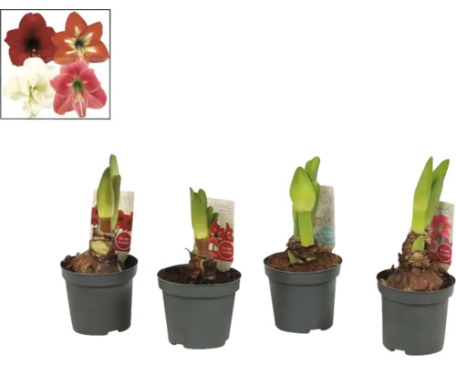 Fyra amaryllisväxter i krukor med blomsterbilder som referens