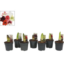 Amaryllislökar i krukor med blommor i olika färger