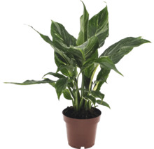 Fredskalla FLORASELF Spathiphyllum Diamond ca 30cm Ø12cm