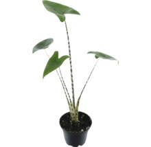 Zebra Maranta i kruka