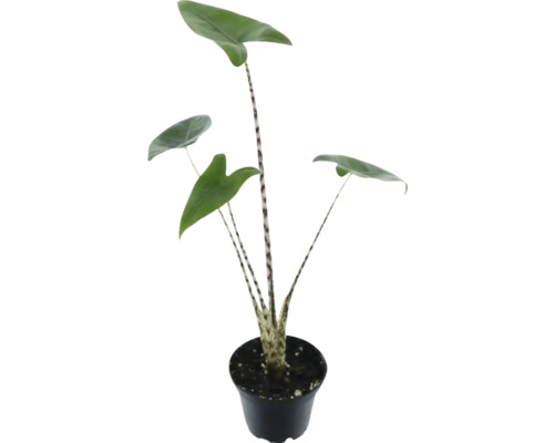 Zebra Maranta i kruka