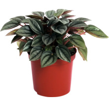 Pepparplanta i kruka