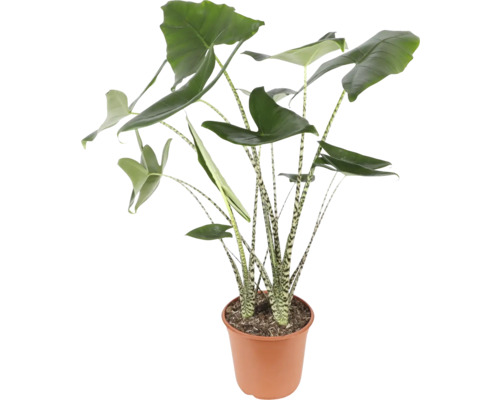 Alocasia krukväxt i kruka