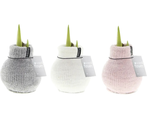 Tre amaryllisplantor i stickade vaser