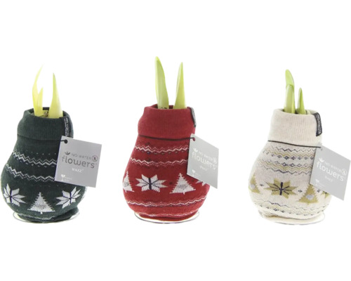 Tre lökblommor i strumpor med vintermotiv