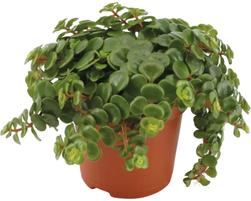 Peperomia rotundifolia i en kruka