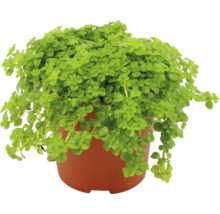 Plectranthus i kruka