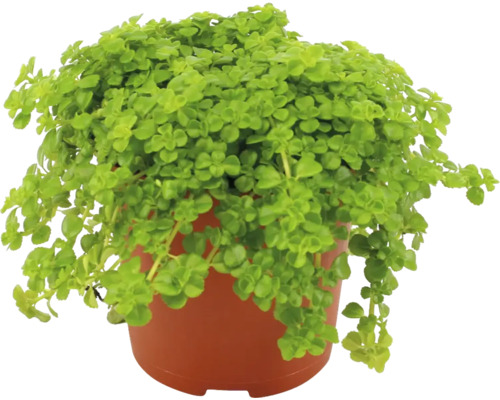 Plectranthus i kruka