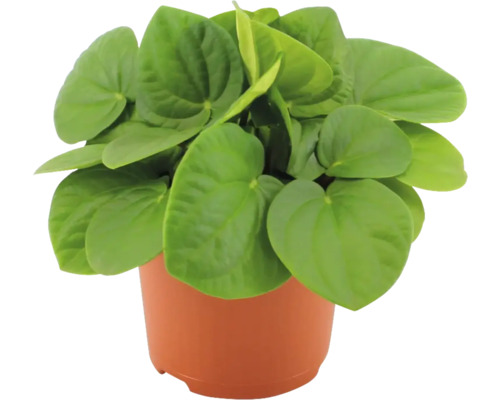 Peperomia i kruka