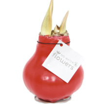 Amaryllislök i rött vaxskikt med No Water Flowers logotyp