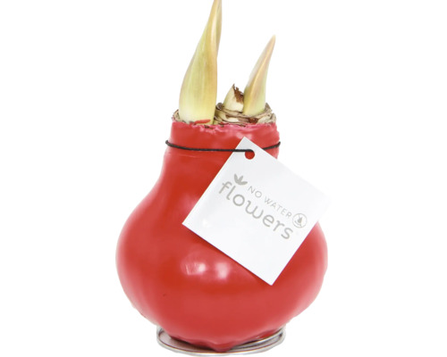 Amaryllislök i rött vaxskikt med No Water Flowers logotyp