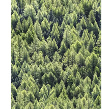 Täta trädkronor i skogen