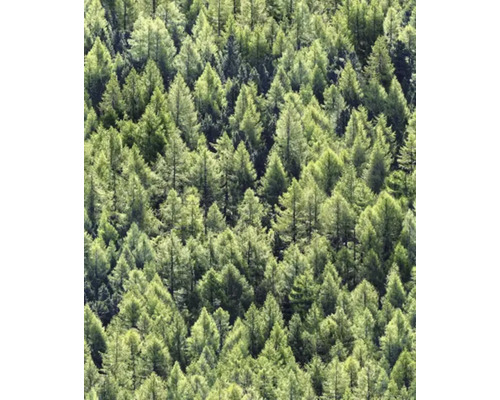 Tapet MARBURG Skog grön 0,53x10,05m