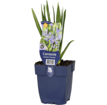 Kamasia leichtlinii ''Caerulea'' i kruka.